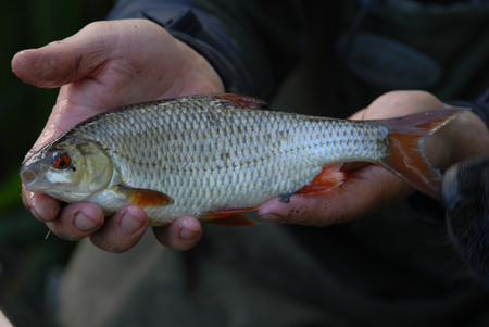 A superb Wensum half pounder that bodes well for the future