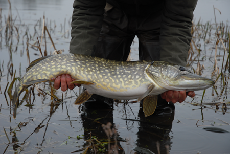 A very pretty Lilly Lake Pike